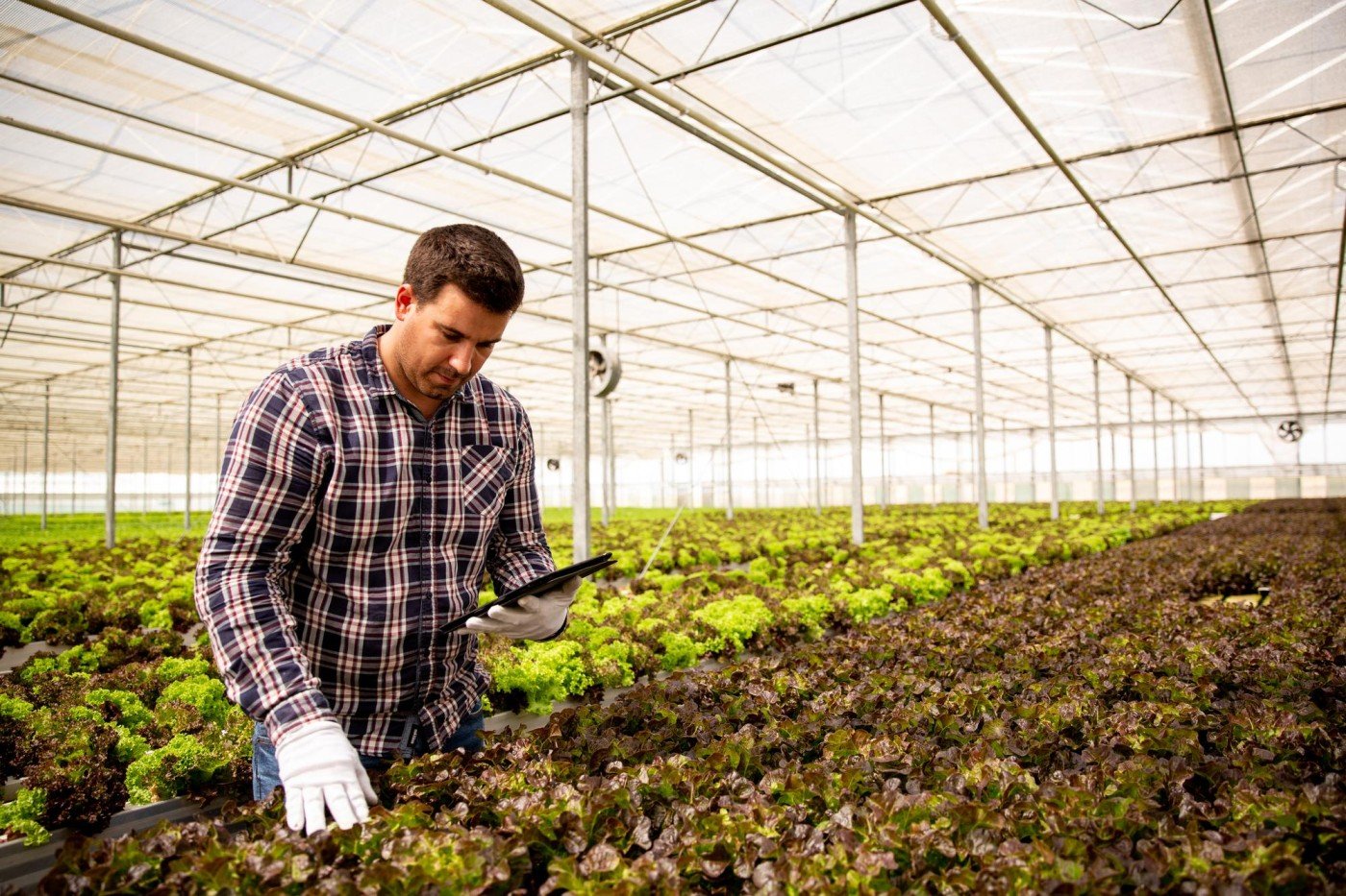 worker-with-tablet-hand-that-controls-quality-salad-greenhouse-background (1)